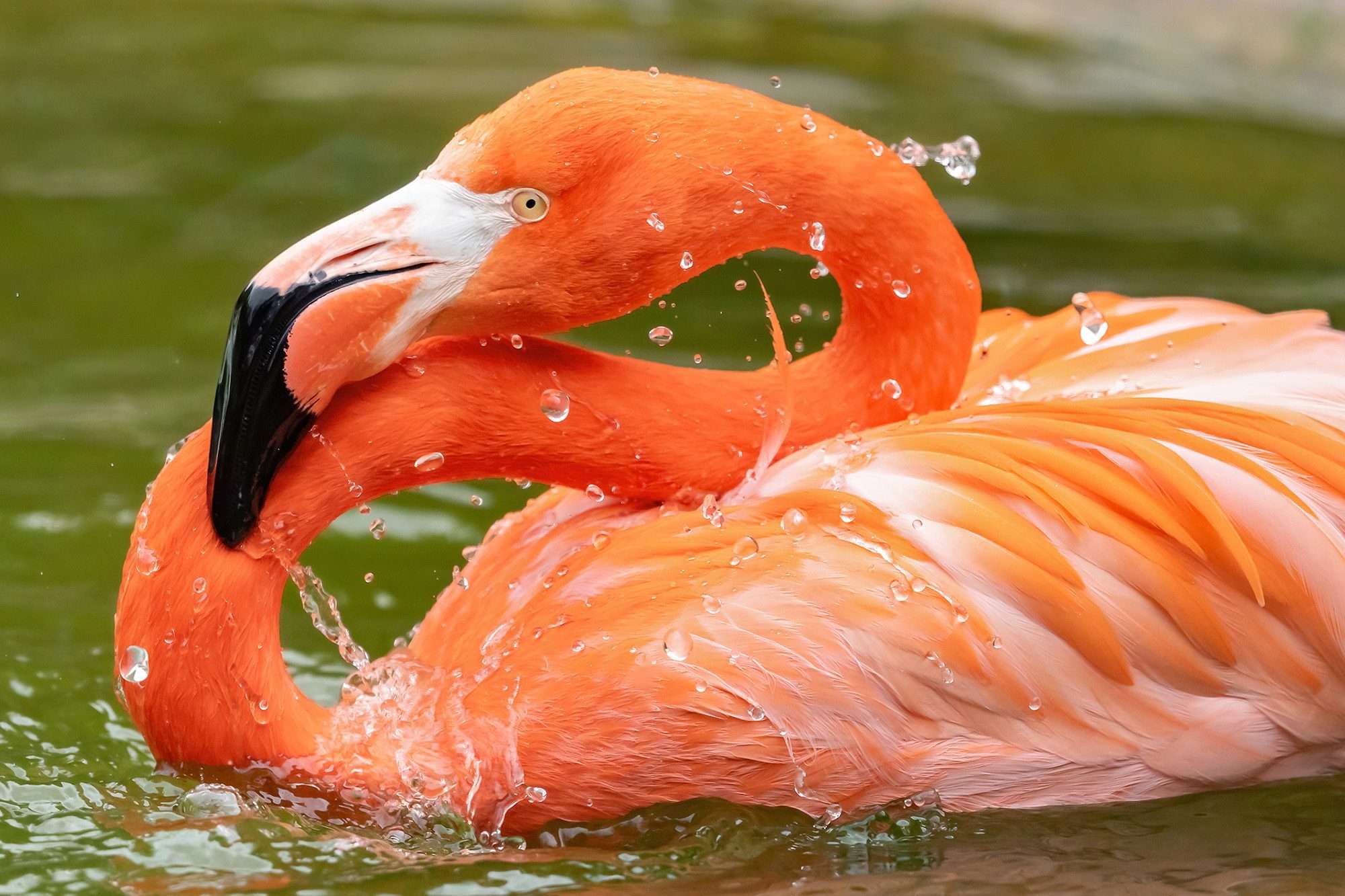 Read more about the article Fox Slaughters Zoo’s Flamingos After Keepers Forget To Lock Them In