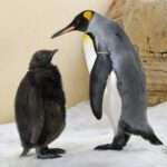 World’s Oldest Zoo Welcomes King Penguin Twin Chicks For The First Time…