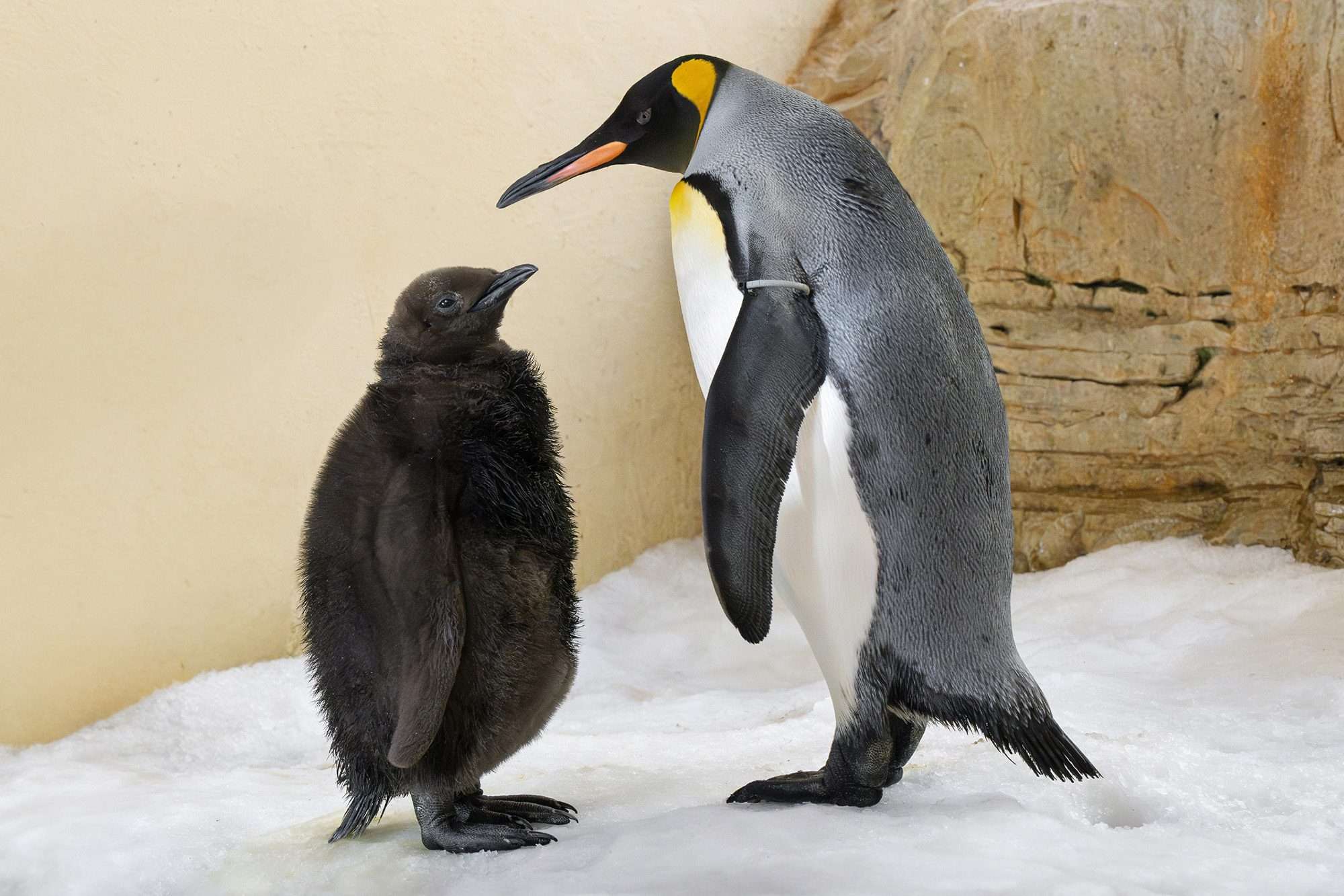 Read more about the article World’s Oldest Zoo Welcomes King Penguin Twin Chicks For The First Time Ever