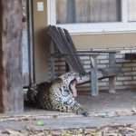 Safari Tourist Watches Big Cats Make Out On Villa Doorstep