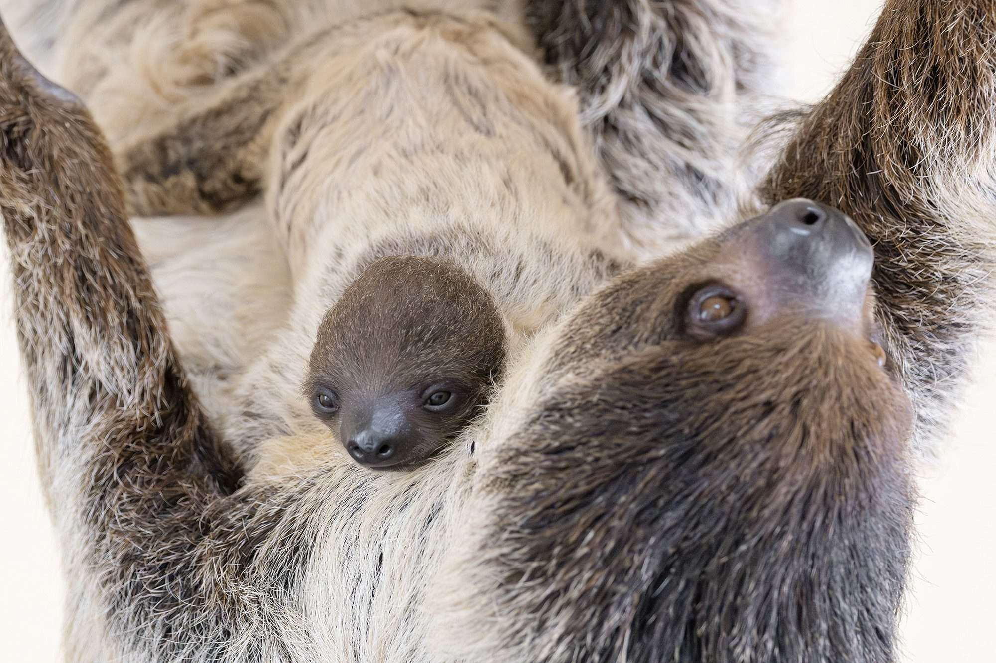 Read more about the article World’s Oldest Zoo Welcomes World’s Slowest Baby