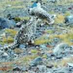 Snow Leopard Cub Filmed Mauling Camera Trap