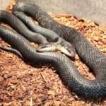Animal Conservation Centre To Host Birthday Party For Two-Headed Western Rat Snake