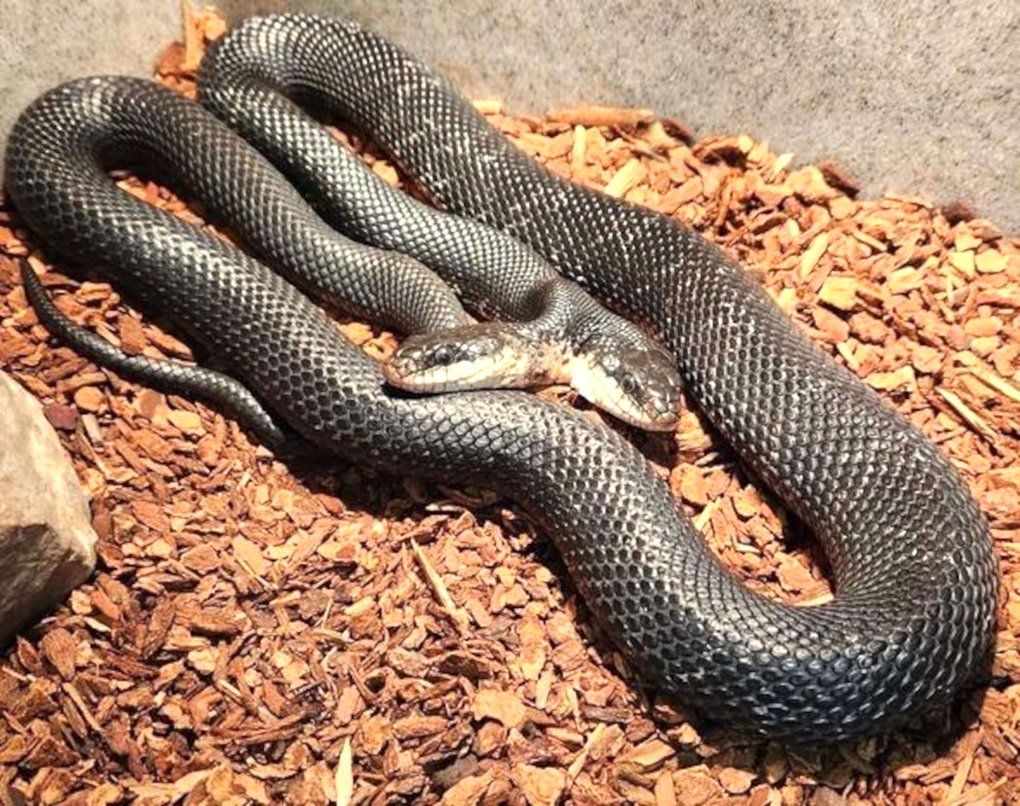 Read more about the article Animal Conservation Centre To Host Birthday Party For Two-Headed Western Rat Snake