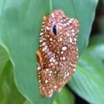 Flying Frogs Camouflage Themselves As Poo To Avoid Being Eaten By Predators…
