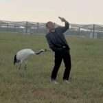 Playful Red-Crowned Crane Pecks At Man To Join His Selfie