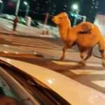 Cheeky Camel Glances At Camera As It Trots Past Traffic Vehicles
