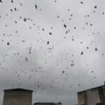Dozens Of Swallows Drop Dead On The Ground Amid Freezing Temperatures