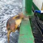  Fishermen Release 300-Lb Endangered Turtle That Got Trapped In Fishing Net