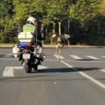  Cops Chase After Loose Ostrich For Miles Across City Streets