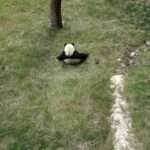 Panda Slides Down Grassy Slope At Nature Reserve