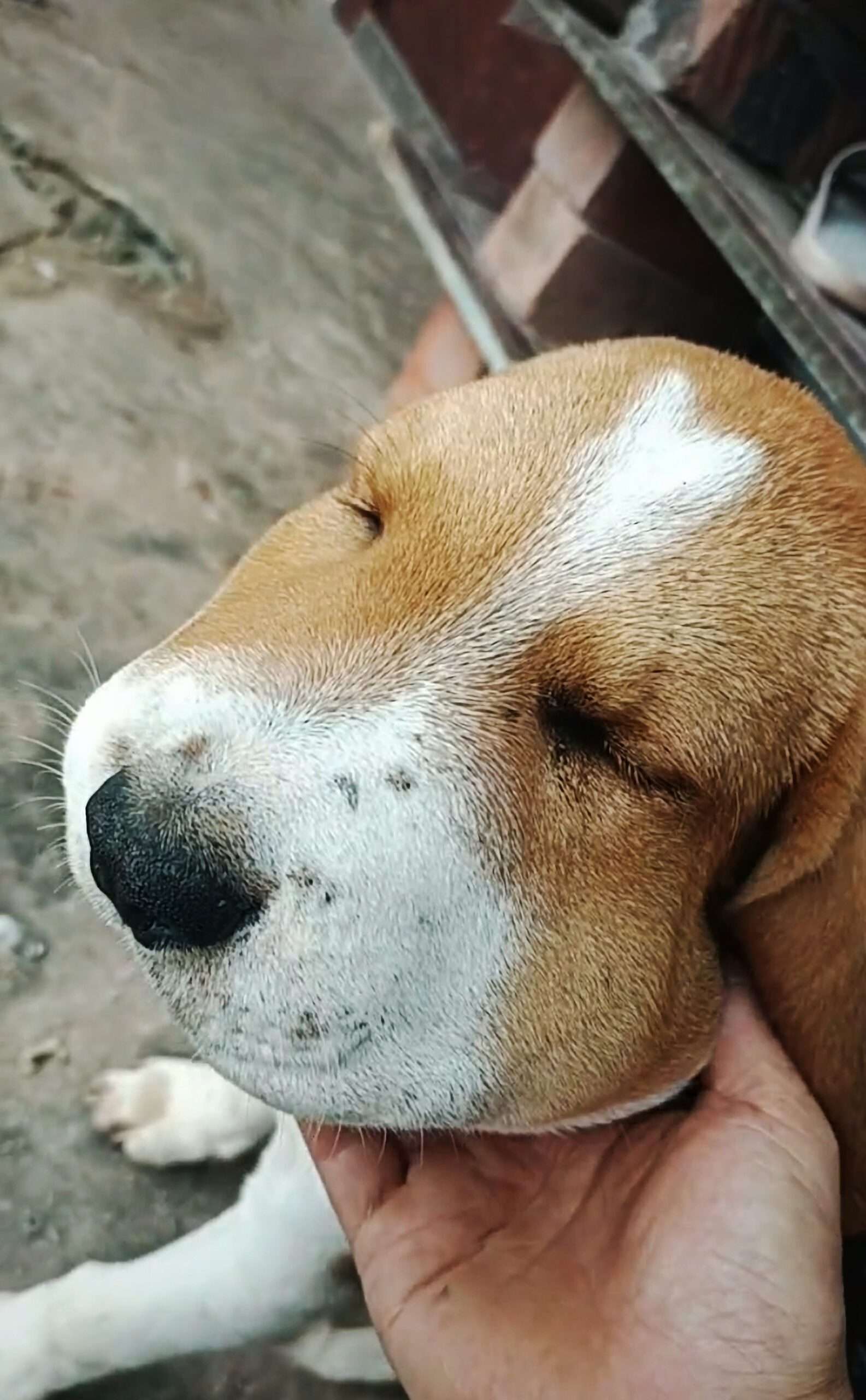 Read more about the article Puppy’s Face Swells Up Like Crazy After Snake Bite