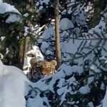 Shock As Passersby Spot Big Cat Almost Invisible Hiding Behind Snow Covered…