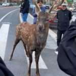 Sika Deer Roams Around City Streets, ‘Mingles’ With Locals