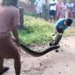 Boy Grabs Huge Python By Its Head