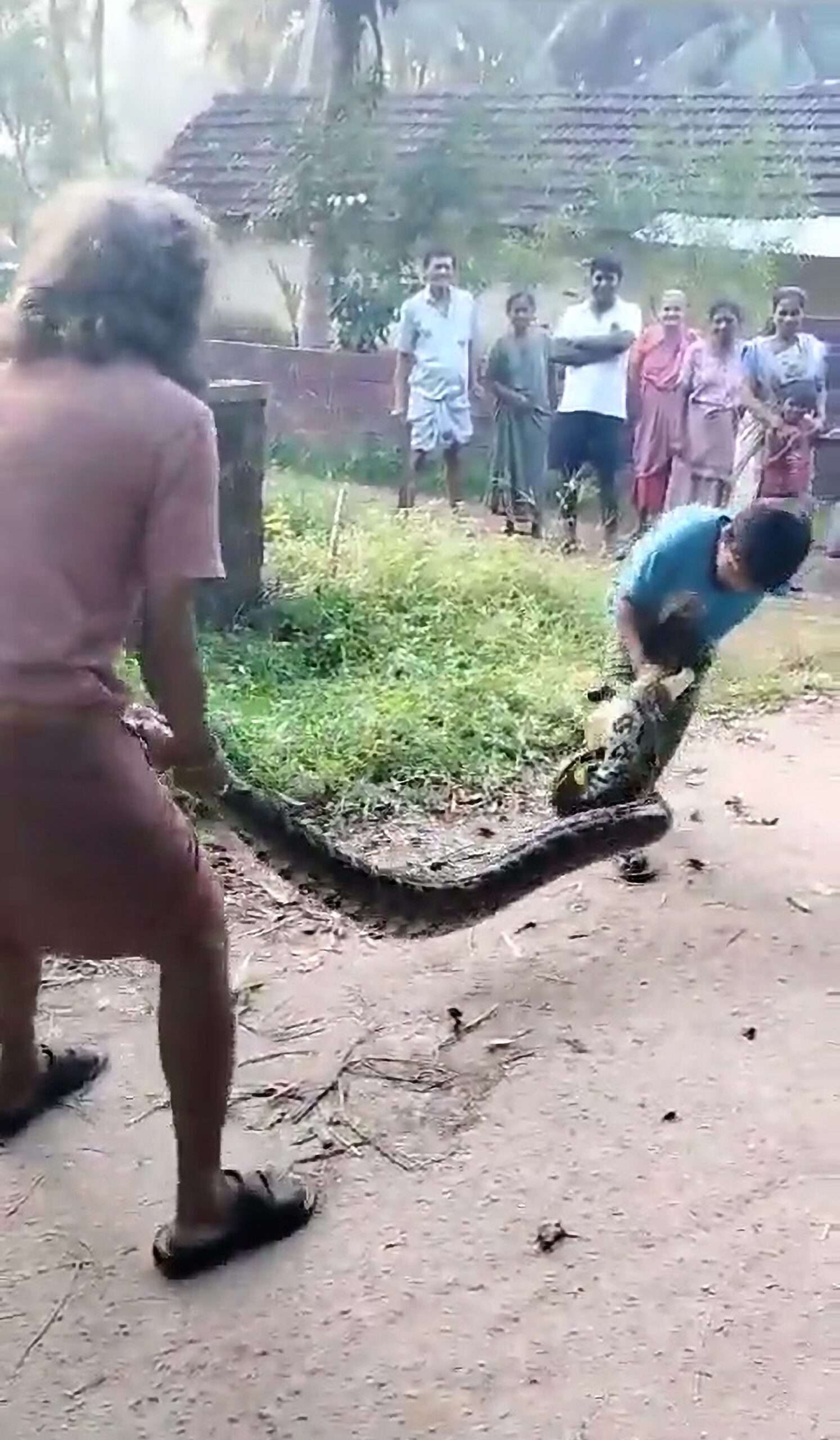 Read more about the article Boy Grabs Huge Python By Its Head