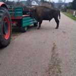 Bison Bull’s Heartbreaking Mourining Of Herdmate