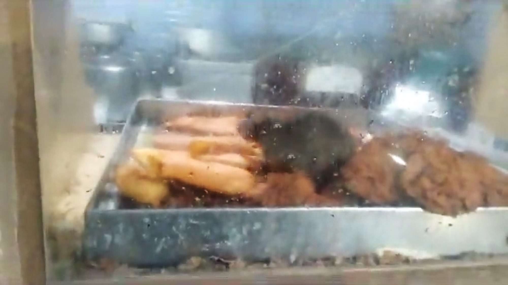 Read more about the article Hospital Canteen Shut Down After Rat Filmed Feasting On Food