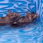  Three Giant Rodents Cool Off In Children’s Paddling Pool