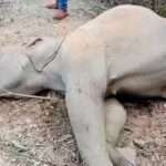 Tragedy As Five Elephants Electrocuted To Death In India