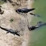 Alligators Fight Over Anaconda Before Winner Swims Off With Prey In Jaws