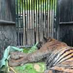 Man-Eating Tiger That Killed Three Hosed Down After Capture