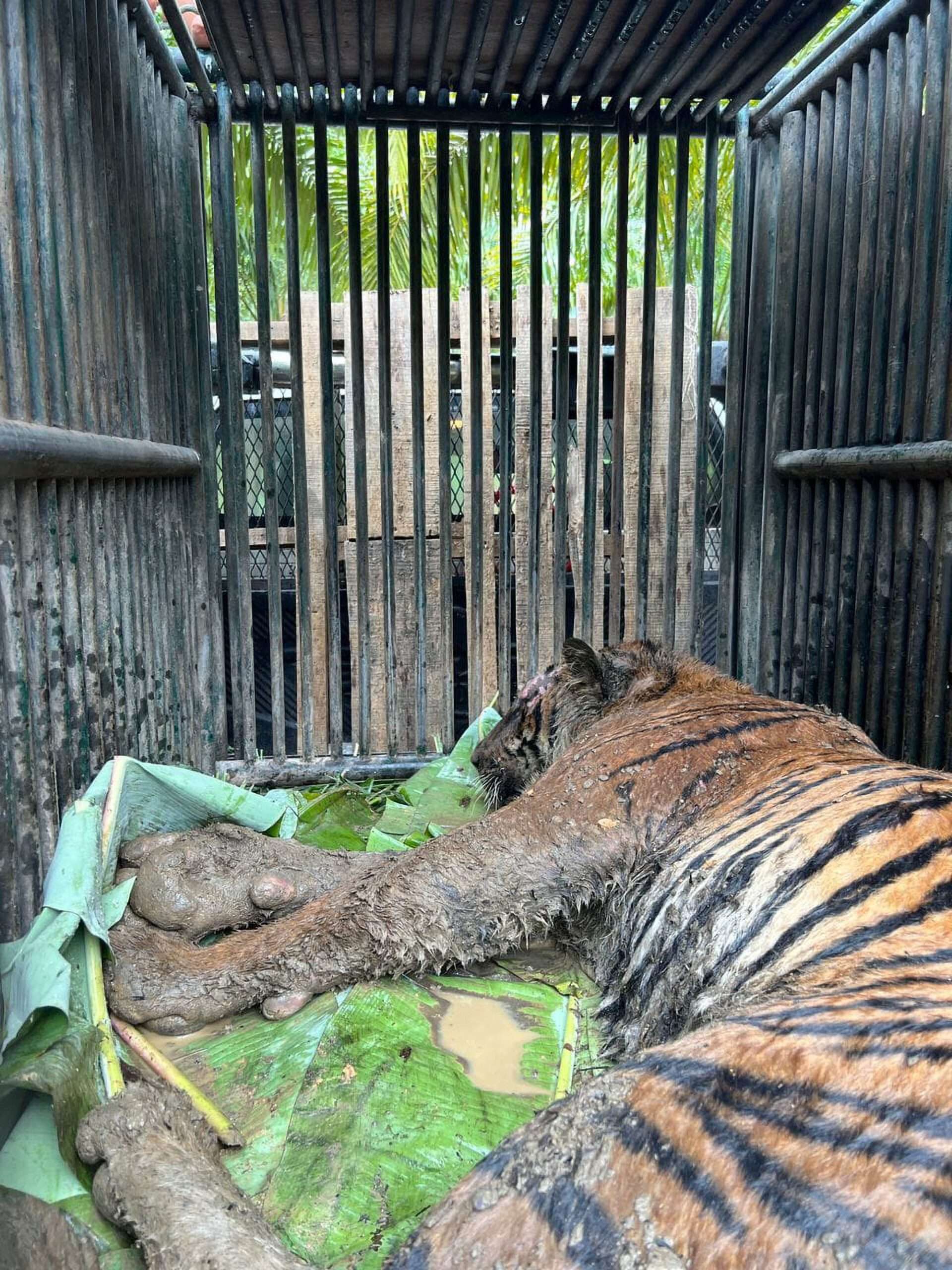 Read more about the article Man-Eating Tiger That Killed Three Hosed Down After Capture