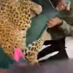 Forest Officials Rescue Two Leopards That Sneaked Into People’s Homes