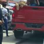 Cop Ignores Lion Cub Spotted In Back Of Pickup Truck With Two…