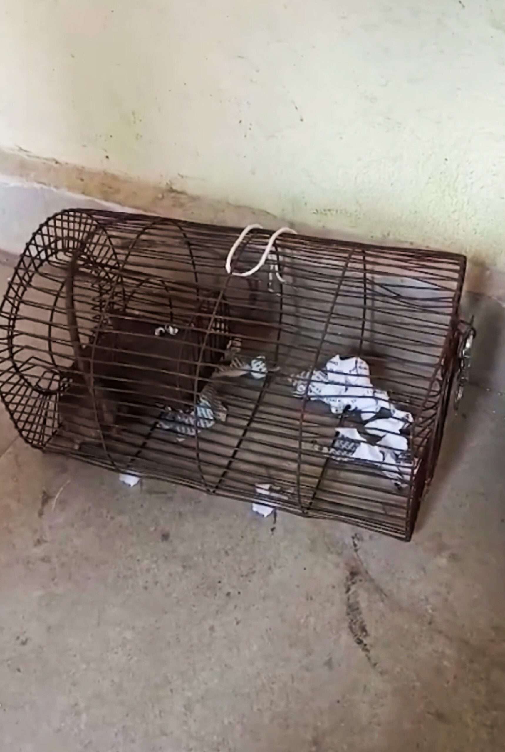 Read more about the article Cops ‘Bust’ Rat For Drinking 60 Bottles Of Seized Booze