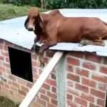 Baffled Farmer Finds Calf On Top Of House