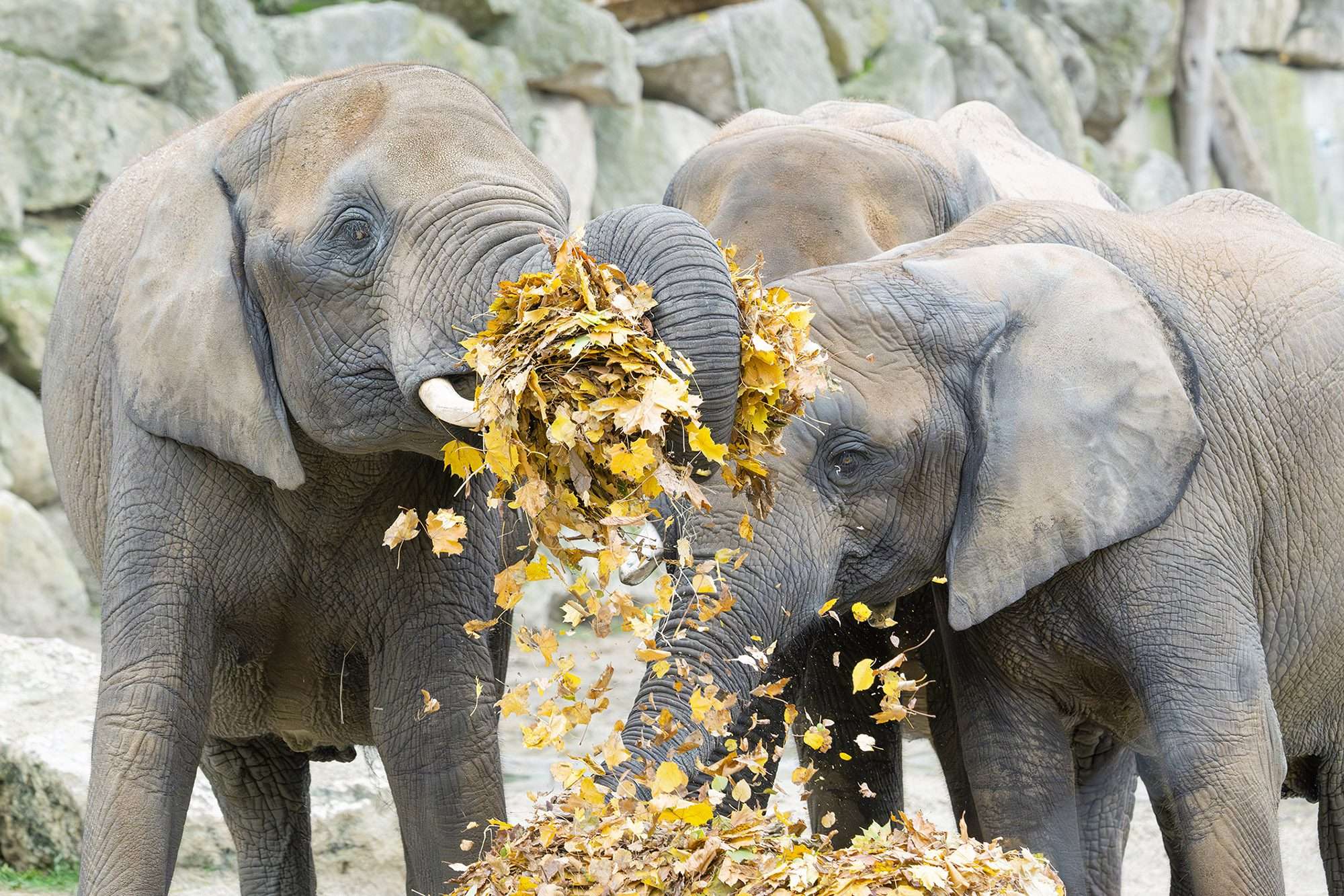 Read more about the article Adorable Elephants At The World’s Oldest Zoo Devour Tasty Autumn Leaves