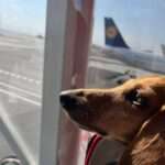 Couple Sue Airline For Throwing Off Their Dachshund