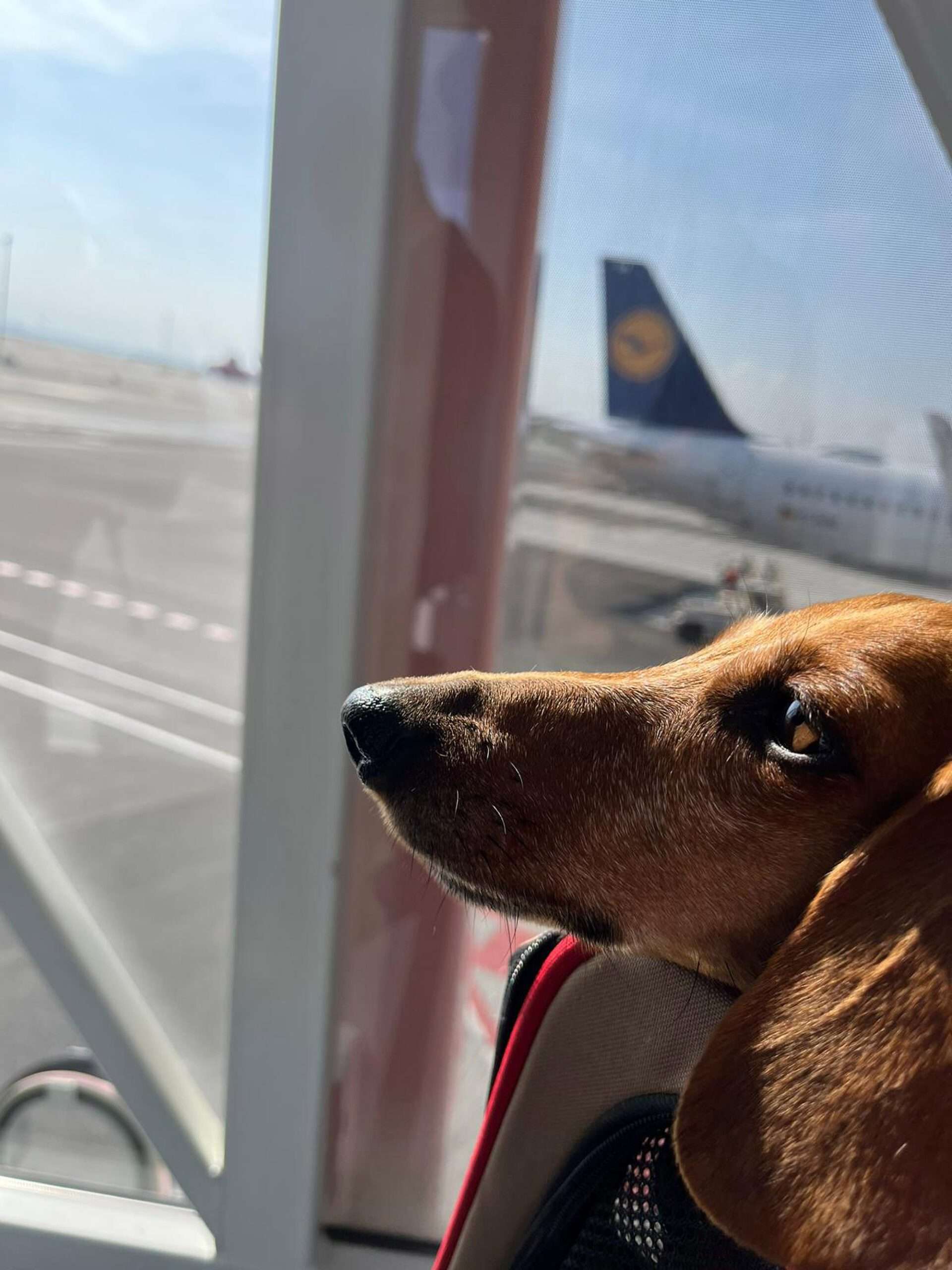 Read more about the article Couple Sue Airline For Throwing Off Their Dachshund