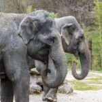 Female Elephant Returns To Swiss Zoo After 28 Years And Waits To…