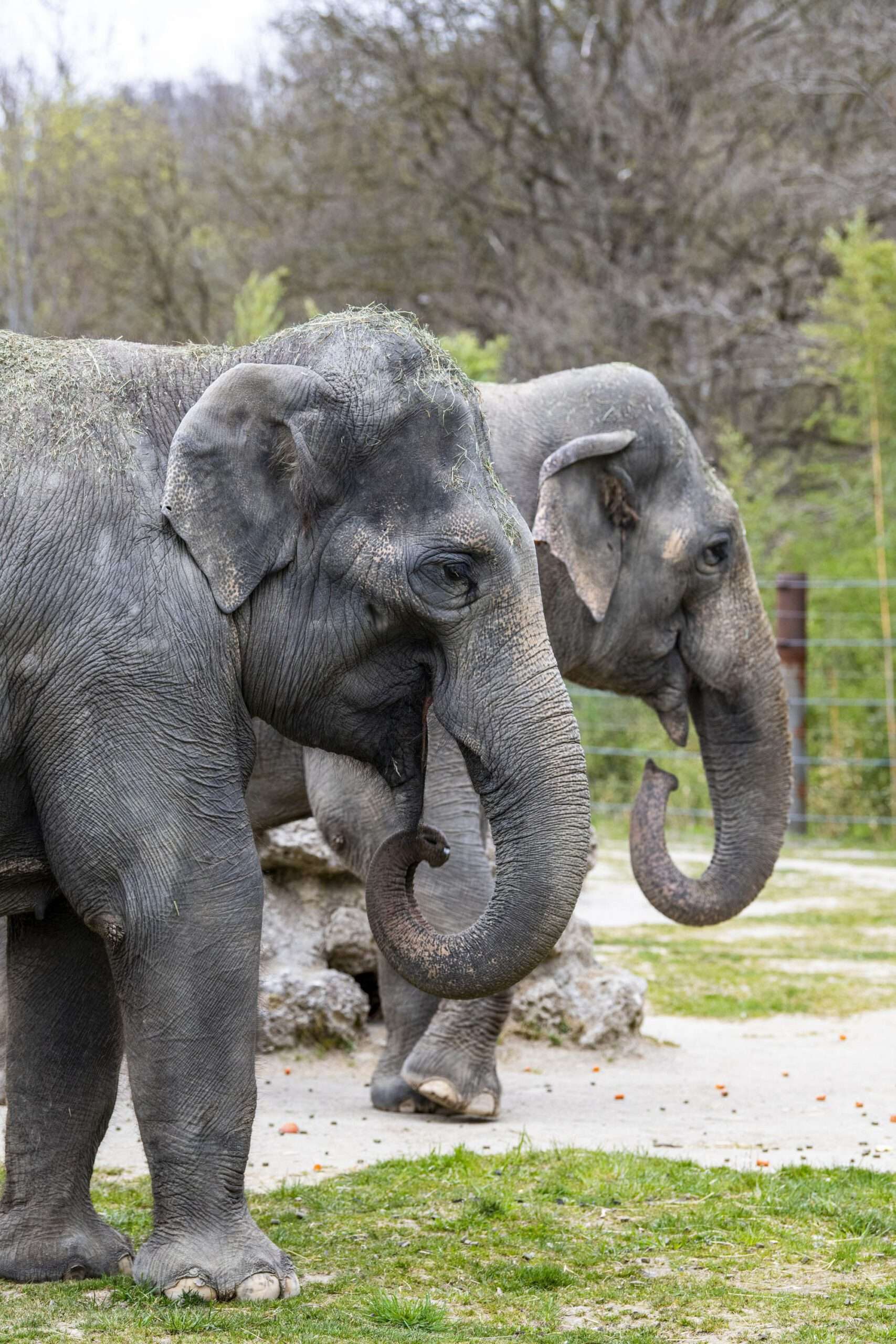 Read more about the article Female Elephant Returns To Swiss Zoo After 28 Years And Waits To Meet Mum And Little Siter