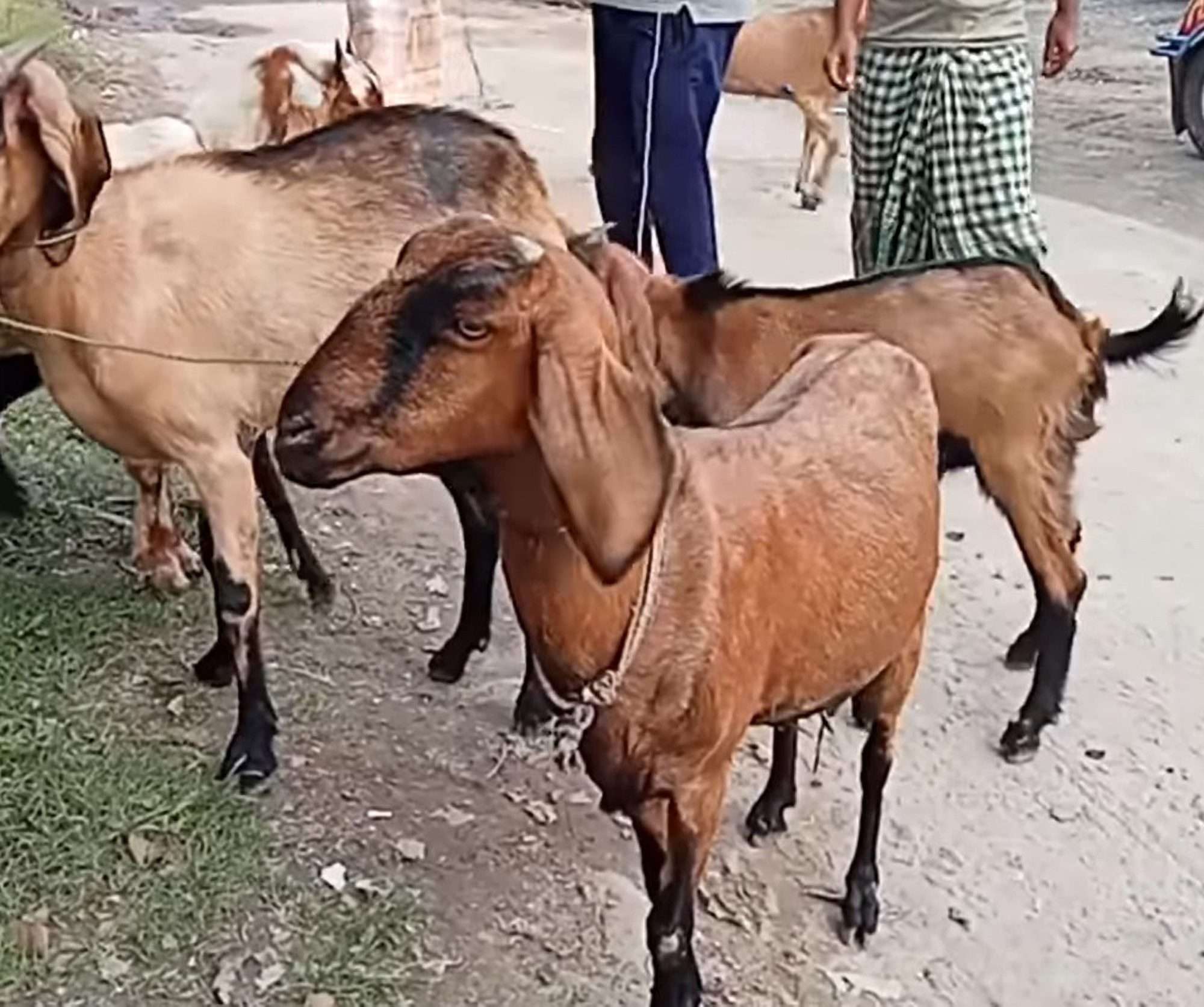 Read more about the article  Herd Arrested For Illegal Grazing In Graveyard Released After One Year In Jail
