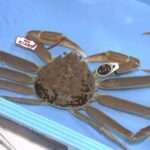 Snow Crab Sells For Record USD 66,000 In Japan