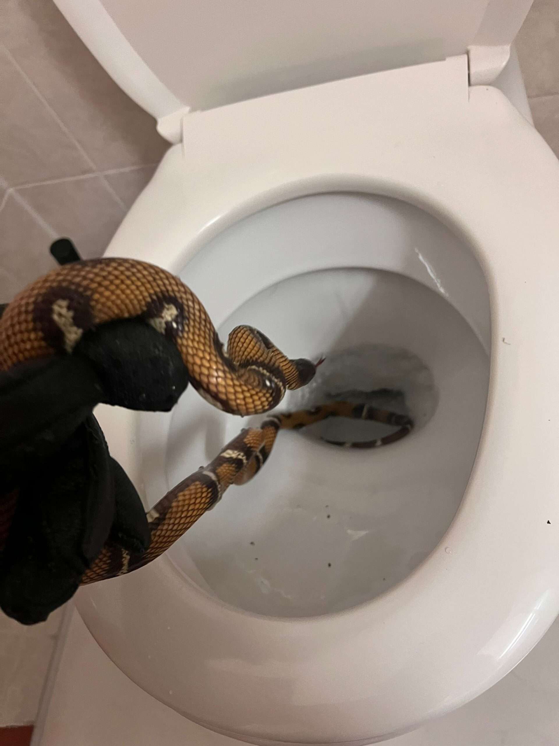 Read more about the article Horrified Holidaymaker Finds Snake In Hotel Loo