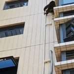 Primate On The Loose Spotted Climbing Tall Building