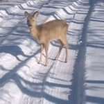 Man Rescues Injured Deer From Snowy Road