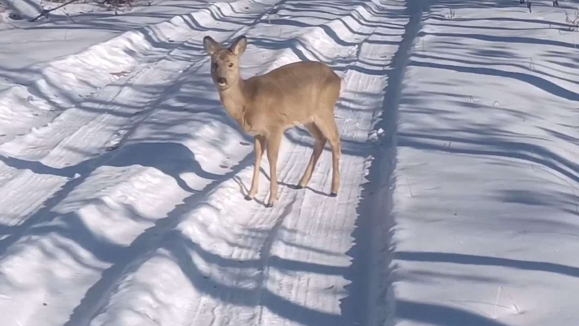 Read more about the article Man Rescues Injured Deer From Snowy Road