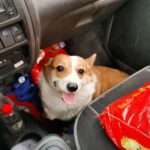 Corgi Sneaks Into Parked Car And ‘Drives’ Off