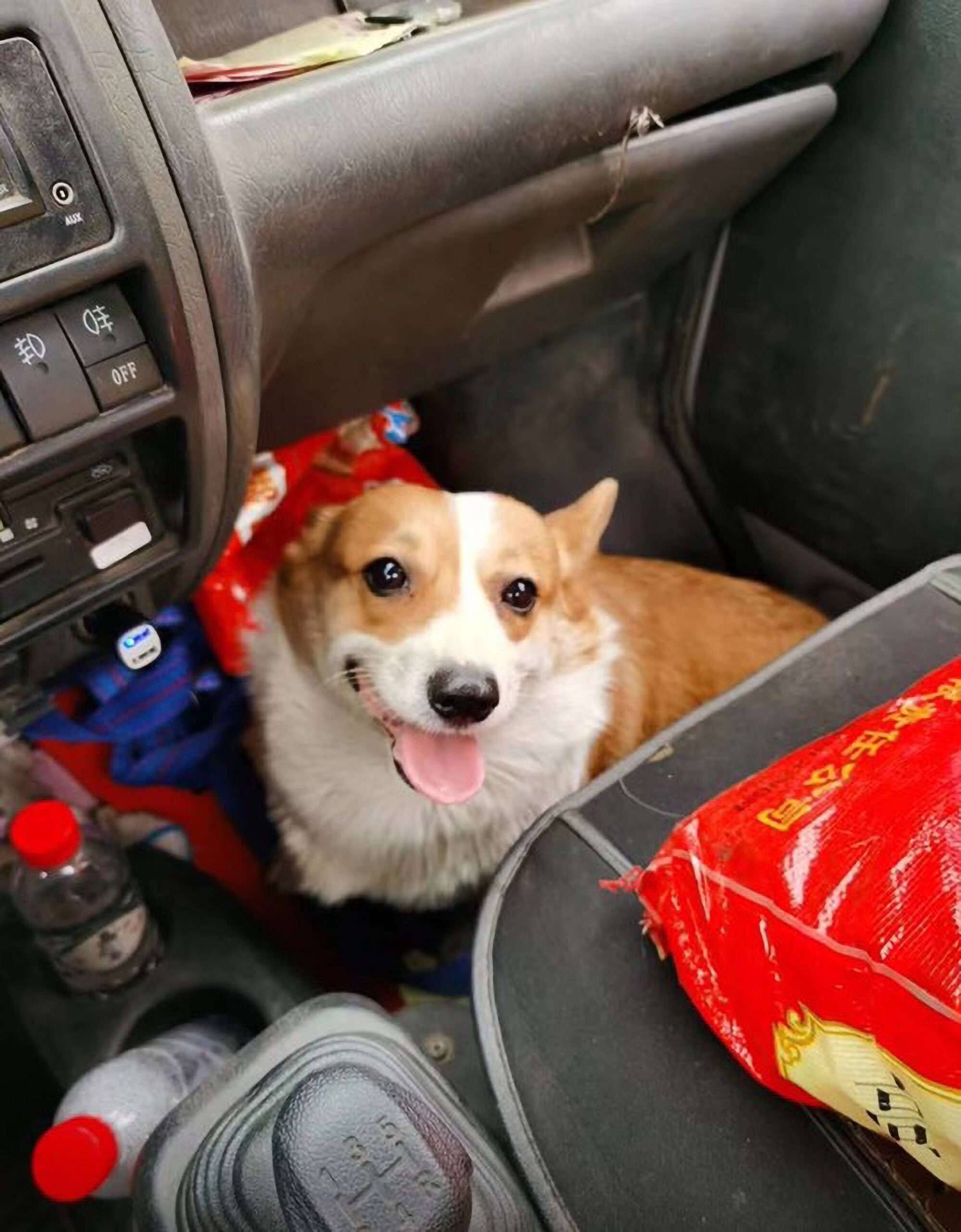 Read more about the article Corgi Sneaks Into Parked Car And ‘Drives’ Off
