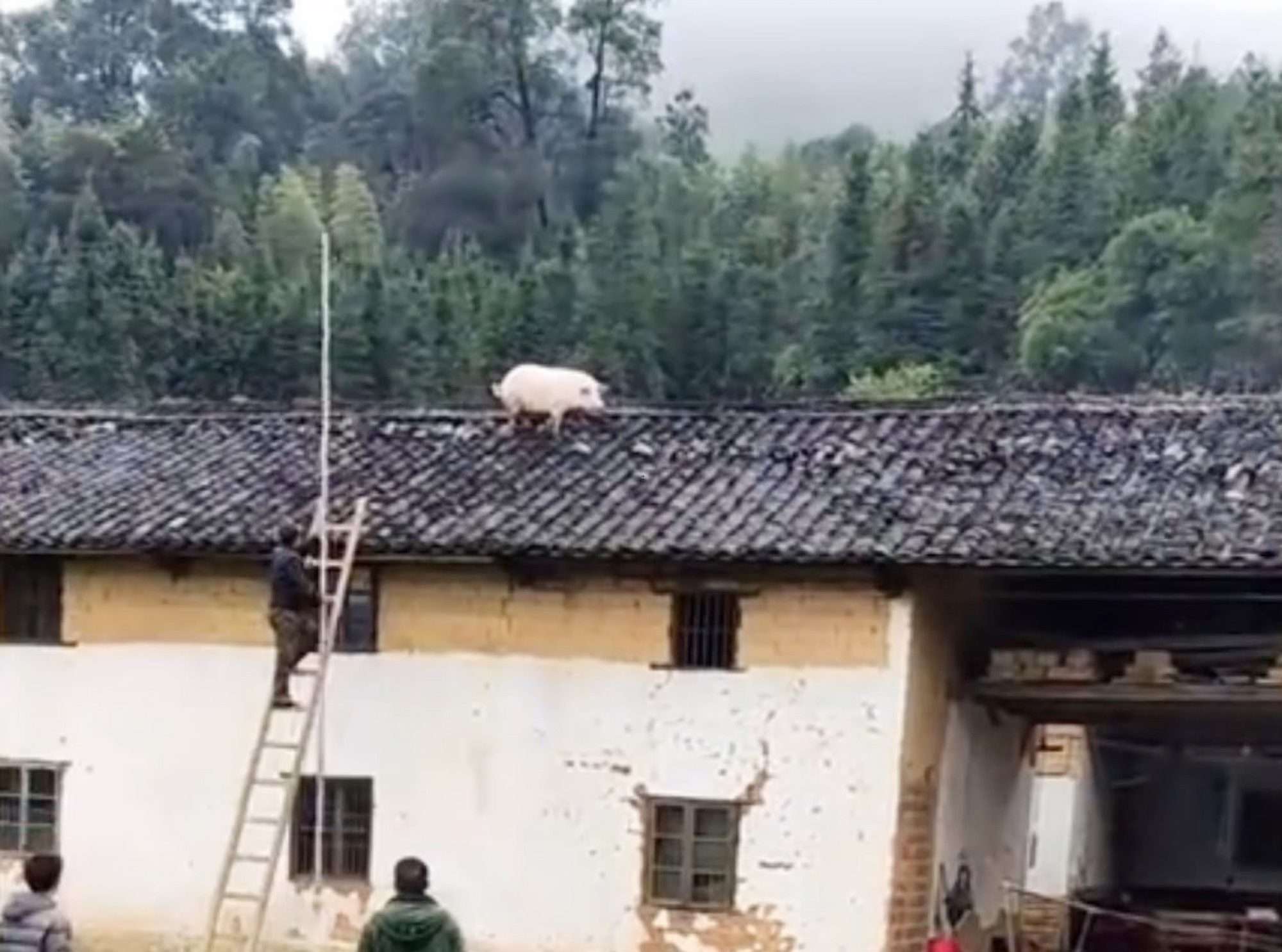 Read more about the article Worker Pokes Pig With Massive Pole To Urge It To Get Down From Roof Where It Escaped To Avoid Being Butchered