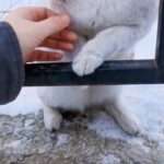 Woman Warms Cat Up Whose Frozen Paw Is Stuck To Metal Pole