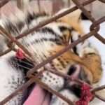 Endangered Siberian Tiger Cub Gets Tongue Stuck To Freezing-Cold Metal Fence