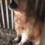  Golden Retrievers With Vocal Cords Ripped Out Rescued From Dog Farm