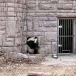 Adorable Panda Entertains Itself By Trying To Fit In Hole Wall