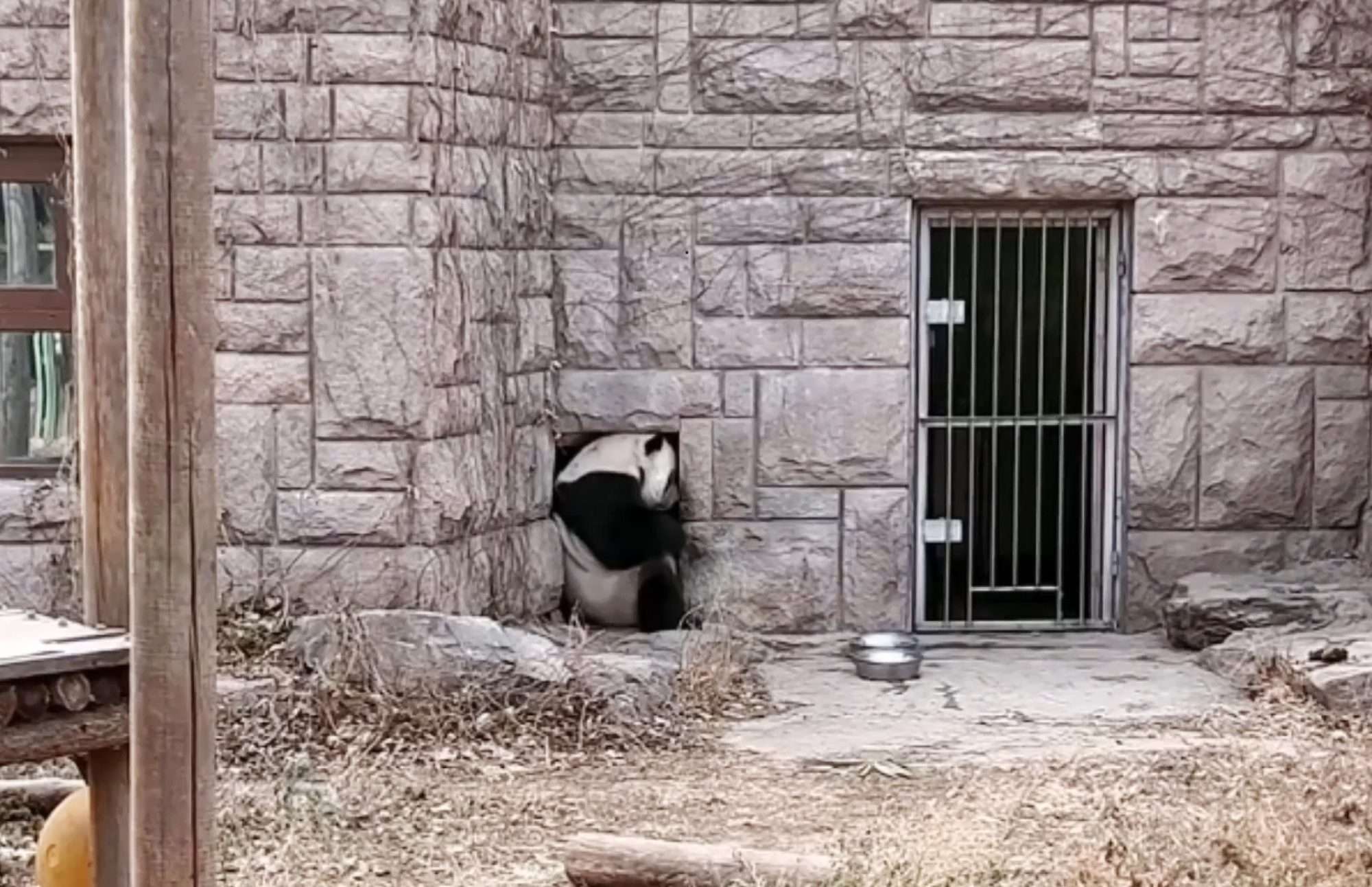 Read more about the article Adorable Panda Entertains Itself By Trying To Fit In Hole Wall